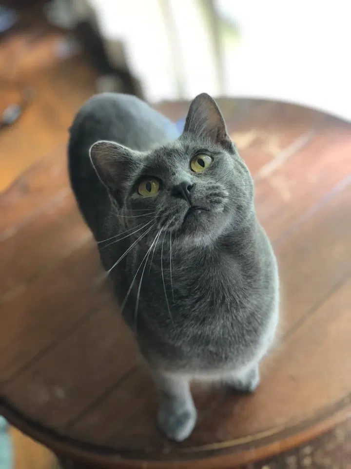 Lost cat in Rockford, IL, 61107