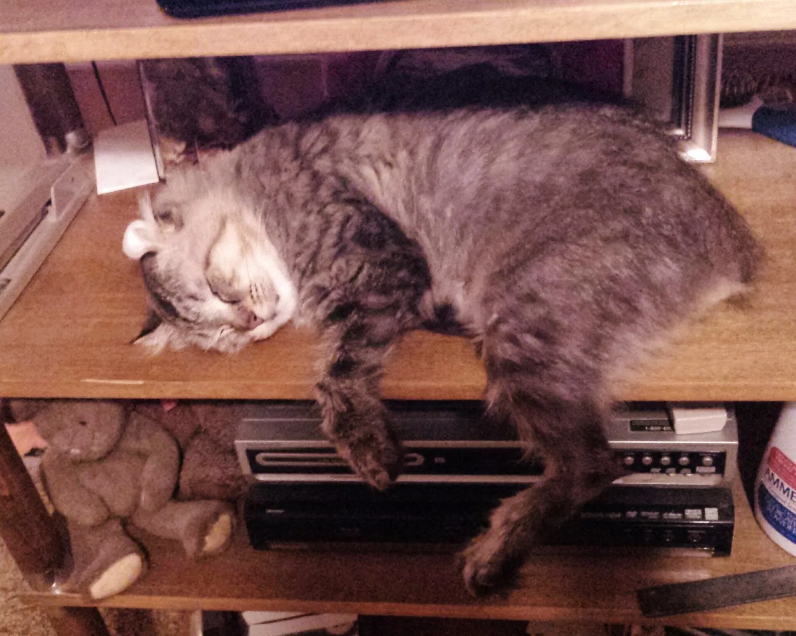 Lost cat in Kannapolis, NC, 28083
