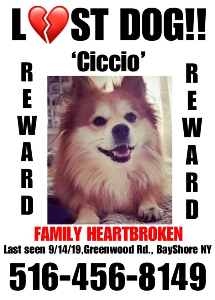 Lost dog in Bay Shore, NY, 11706