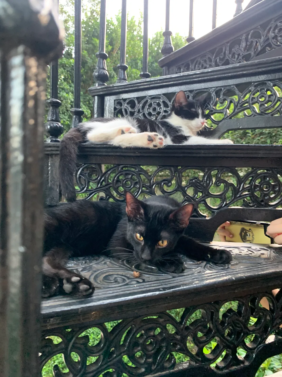Lost cat in Clearwater, FL, 33756