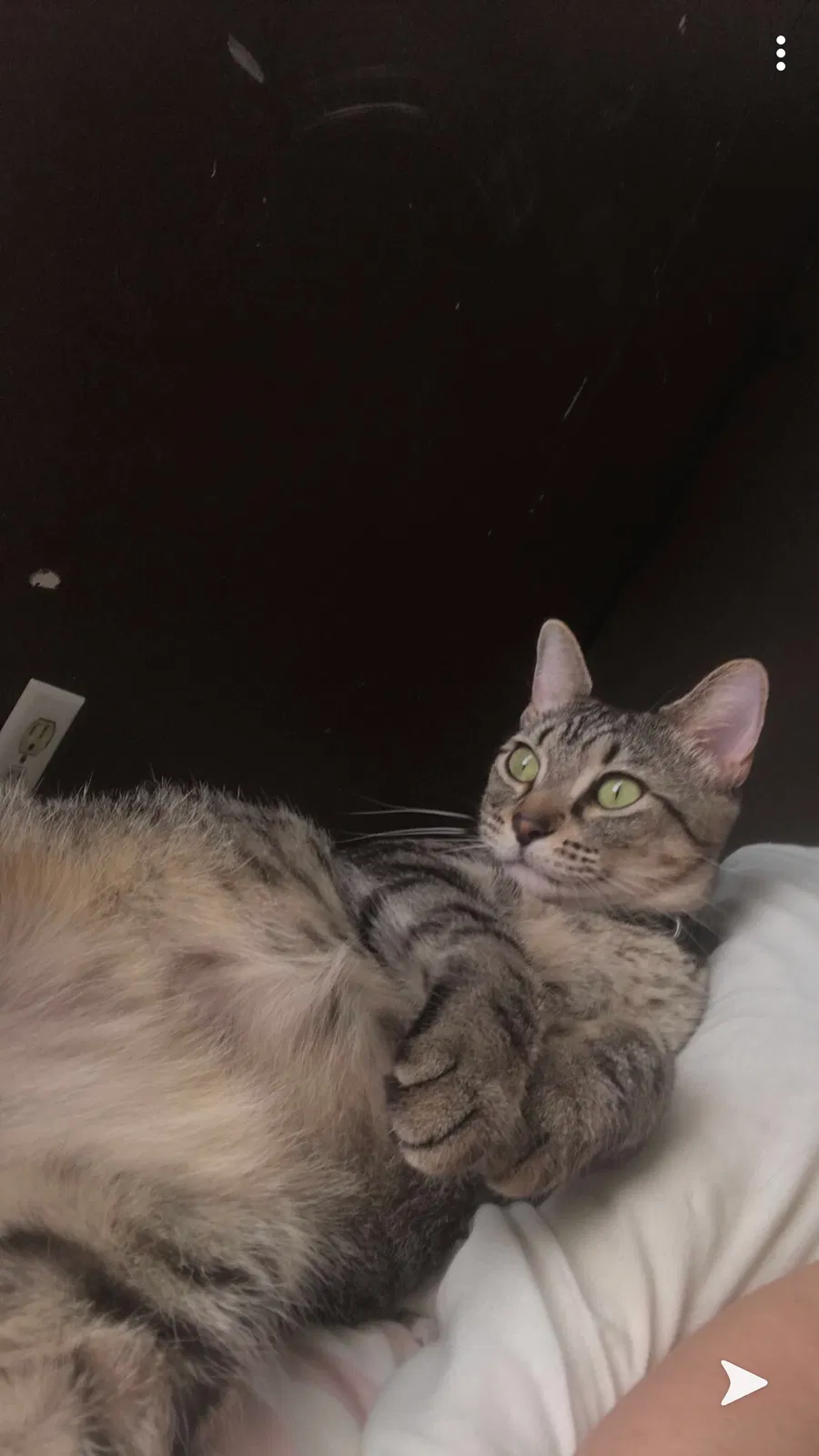 Lost cat in Paragould, AR, 72450