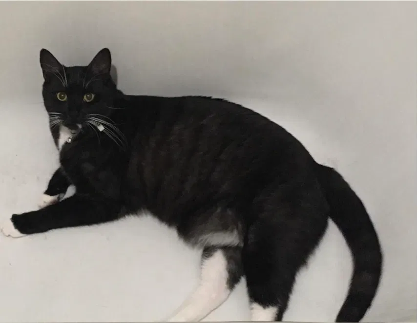 Lost cat in Berkeley, CA, 94704