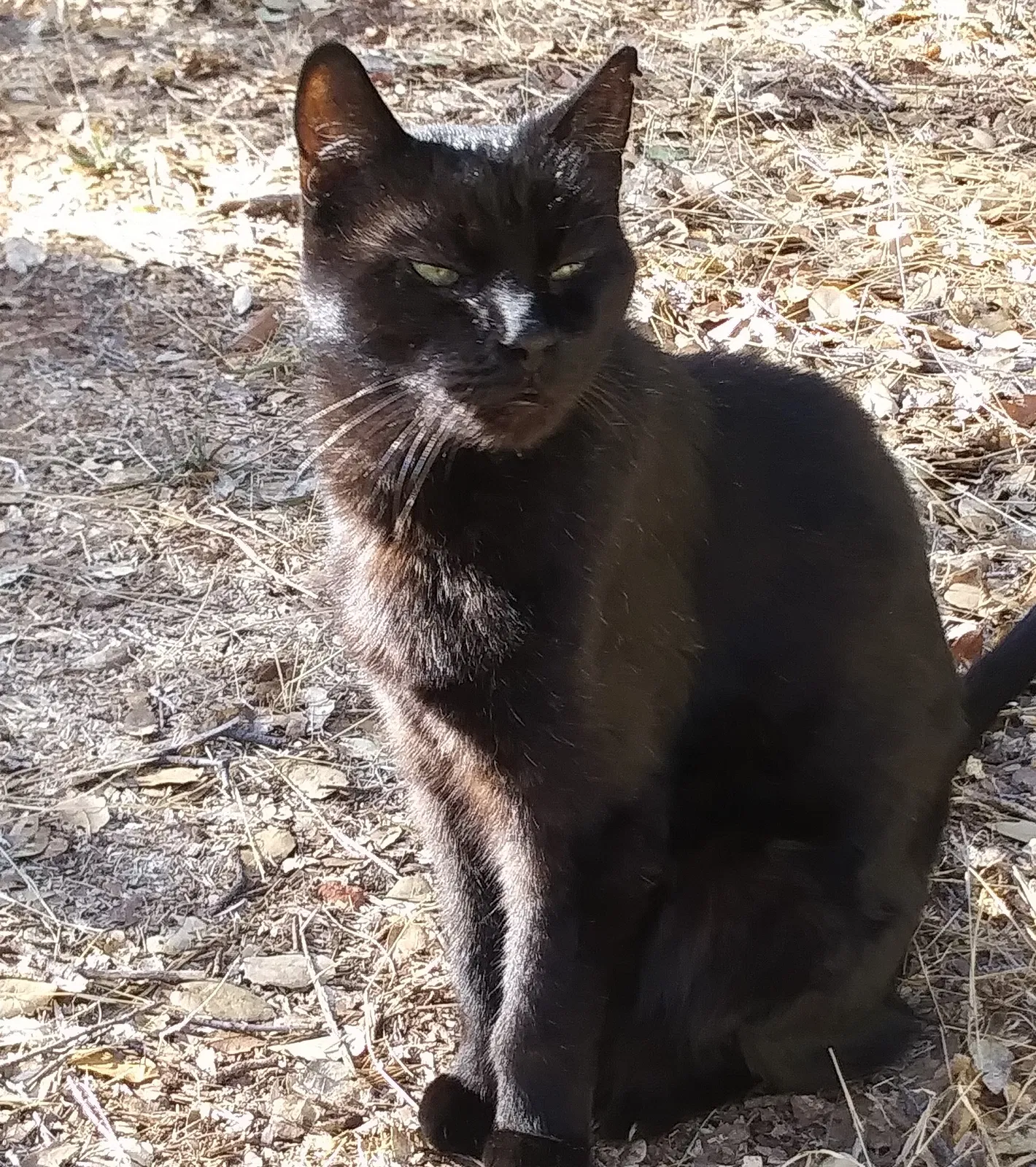 Lost cat in Anderson, CA, 96007