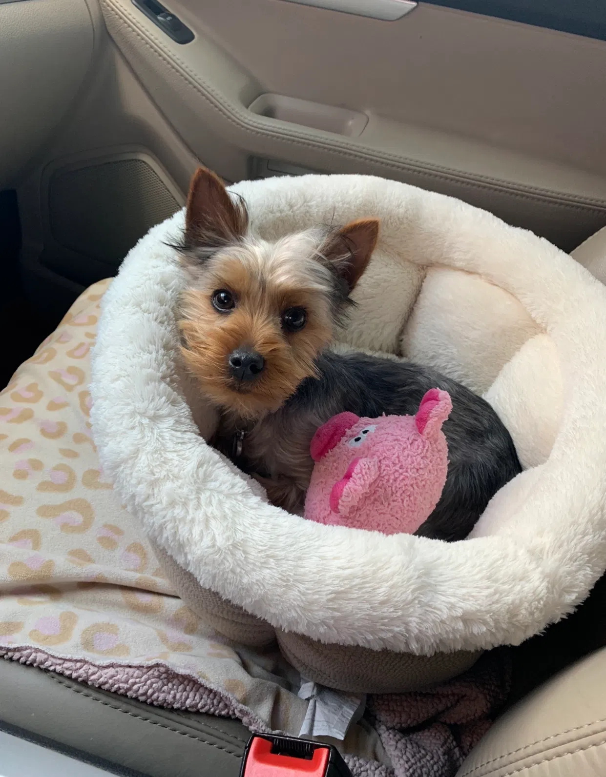 Lost dog in Zanesville, OH, 43701