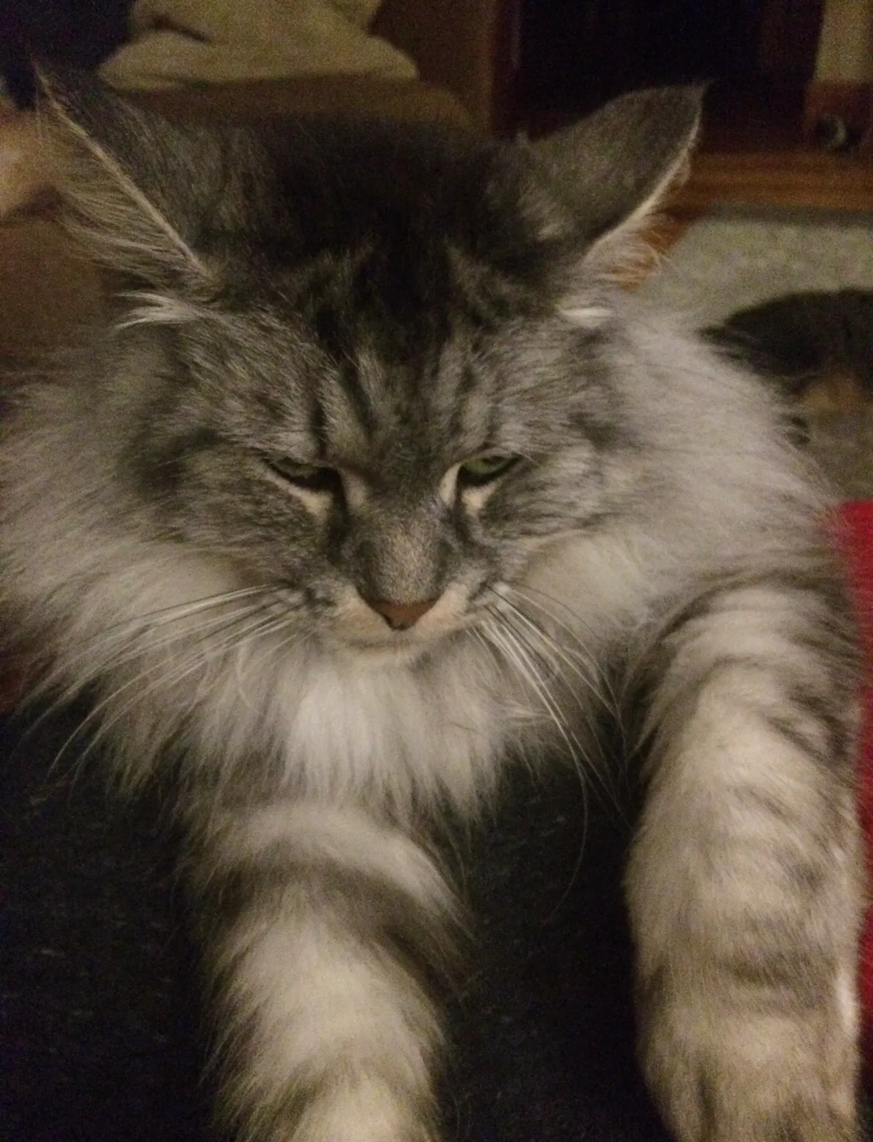 Lost cat in Clio, MI, 48420
