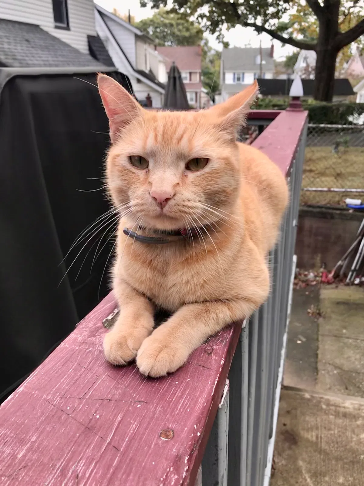 Lost cat in Bloomfield, NJ, 7003