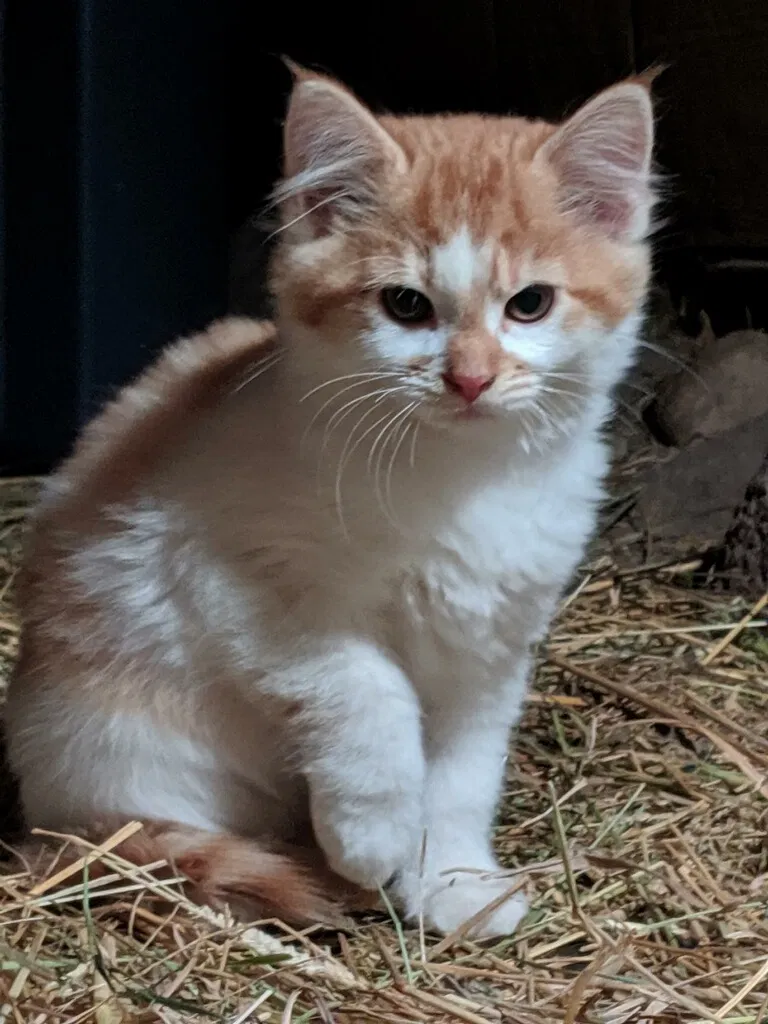 Lost cat in Eatonville, WA, 98328