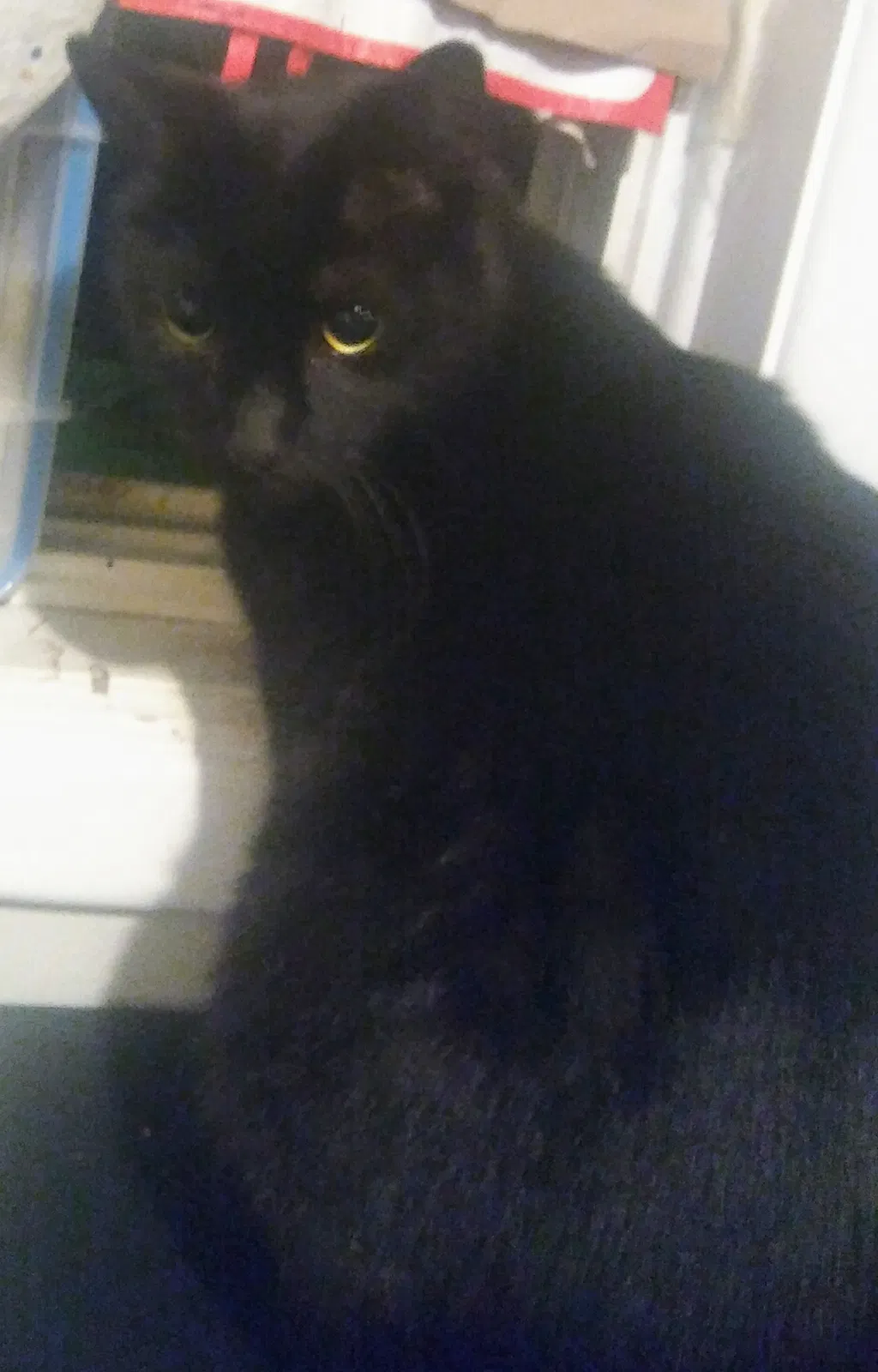 Lost cat in Unknown, OR, 97003