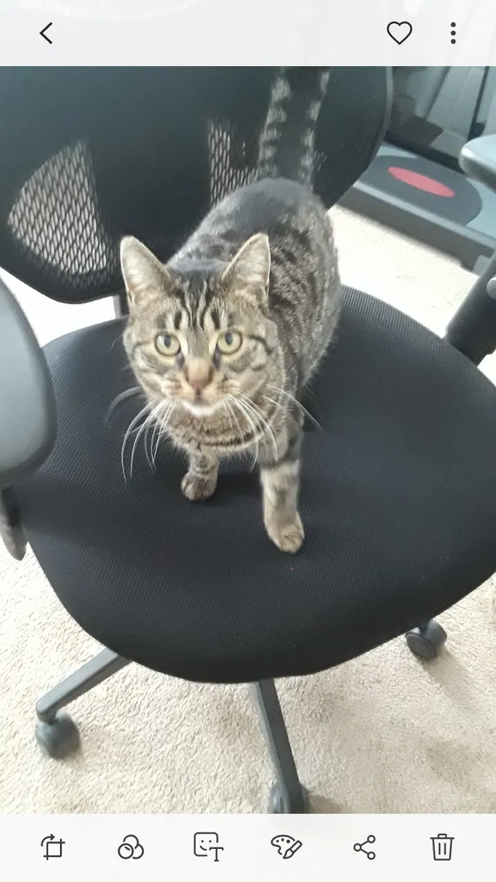Lost cat in Salinas, CA, 93907