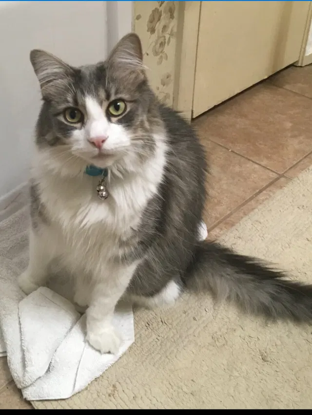 Lost cat in Cypress, TX, 77429