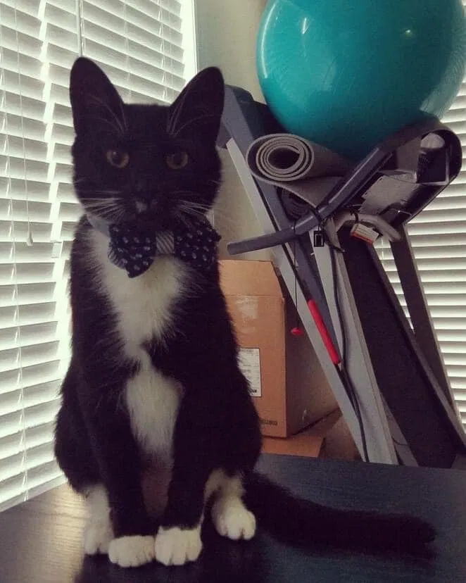 Lost cat in Lawrenceville, GA, 30044