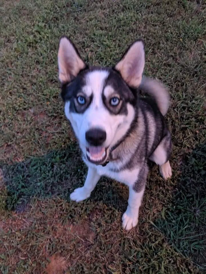 Lost dog in Tallapoosa, GA, 30176