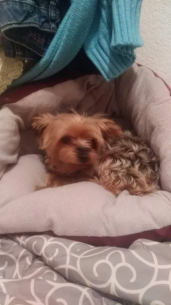 Lost dog in Montrose, MN, 55363