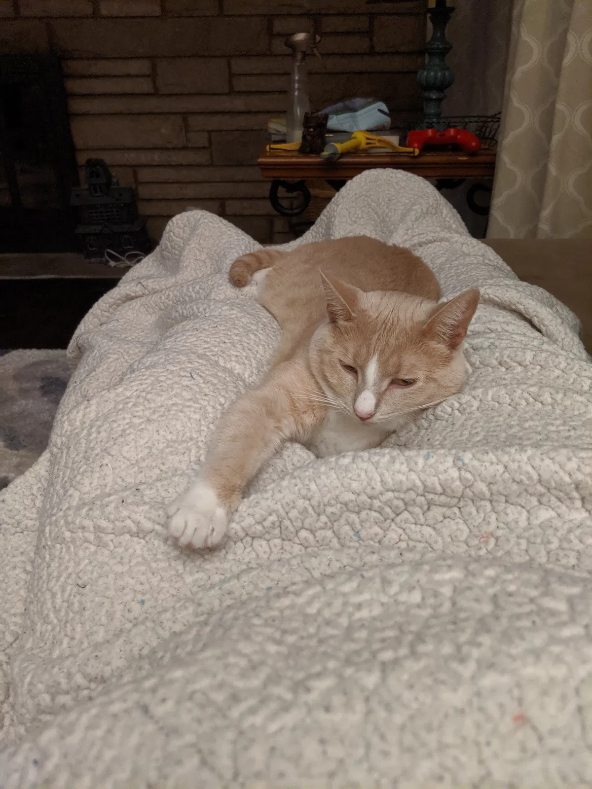 Lost cat in Columbus, OH, 43204