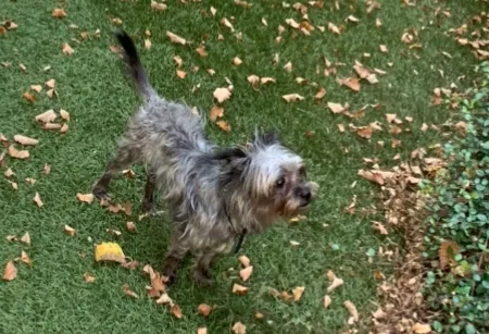 Lost dog in Atlanta, GA, 30340