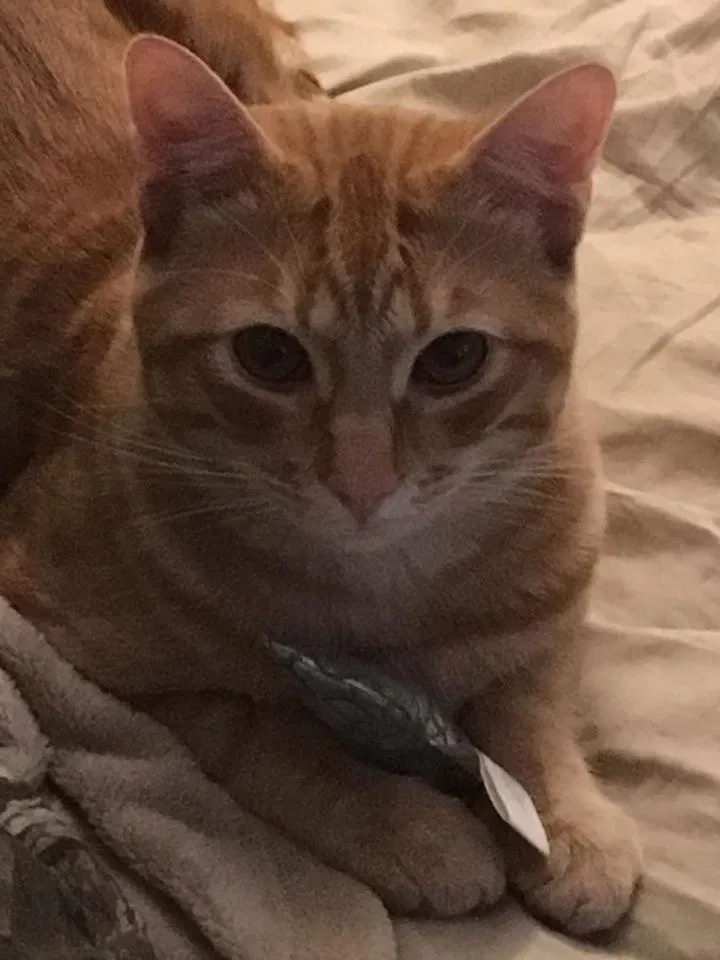 Lost cat in Columbus, OH, 43201
