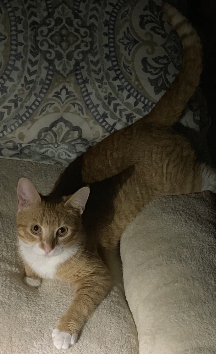 Lost cat in Medford, NJ, 8055