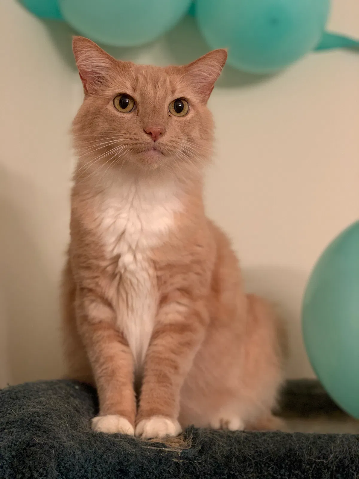 Lost cat in Atlanta, GA, 30338