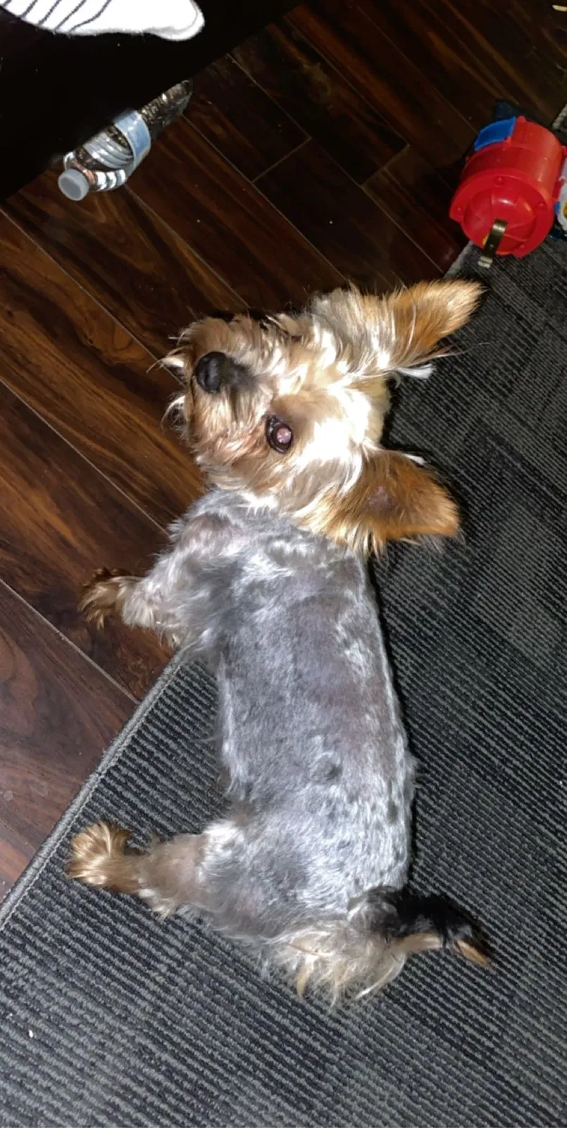 Lost dog in Denver, CO, 80221