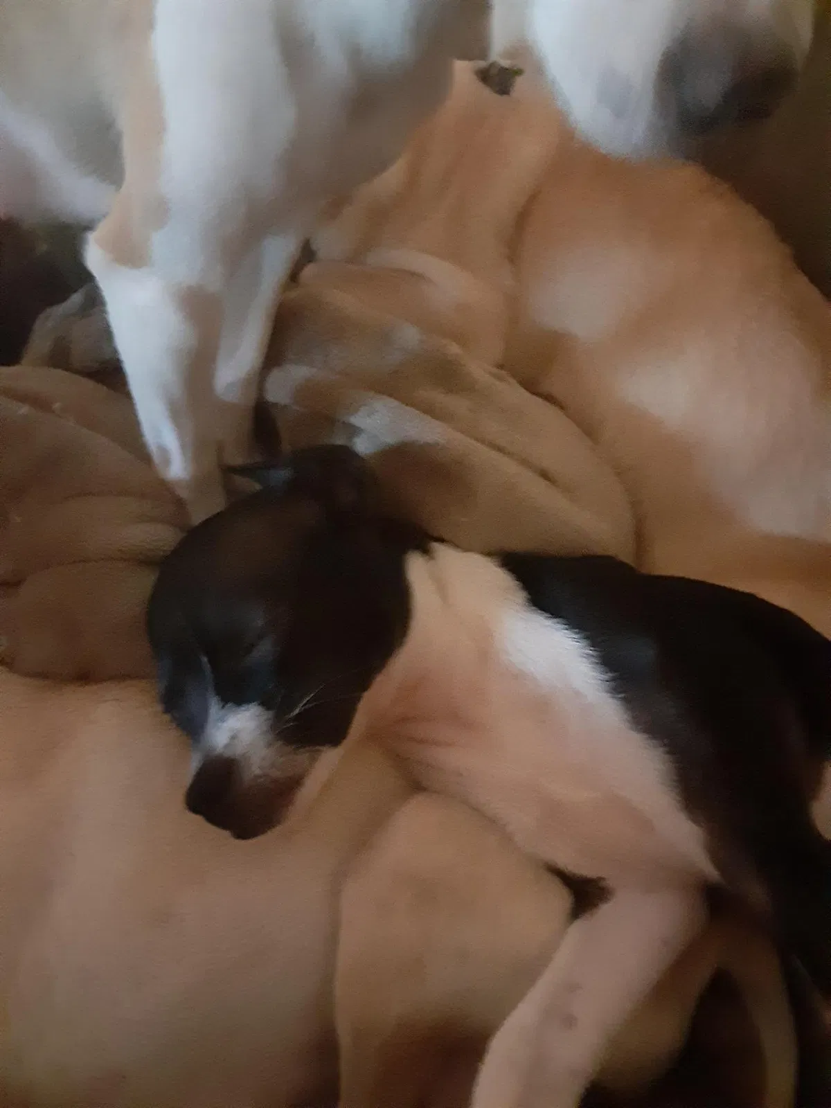 Lost dog in Livingston, TX, 77351