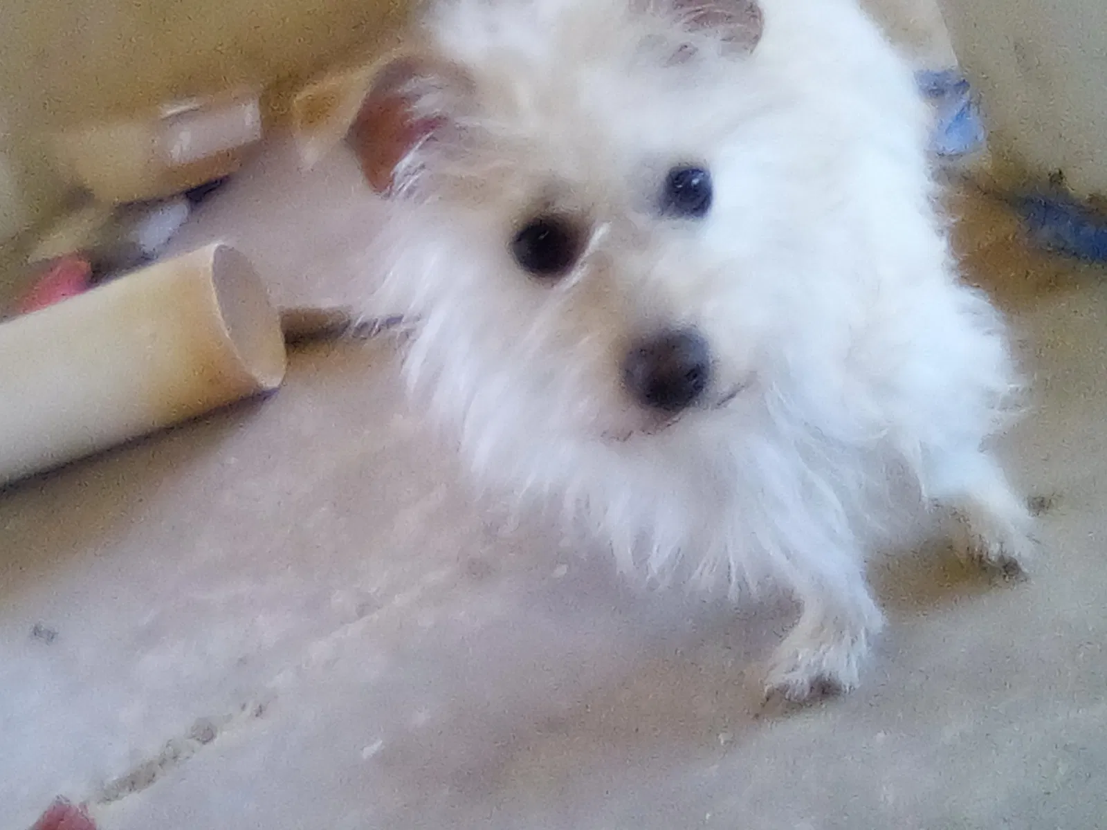 Lost dog in Paso Robles, CA, 93446