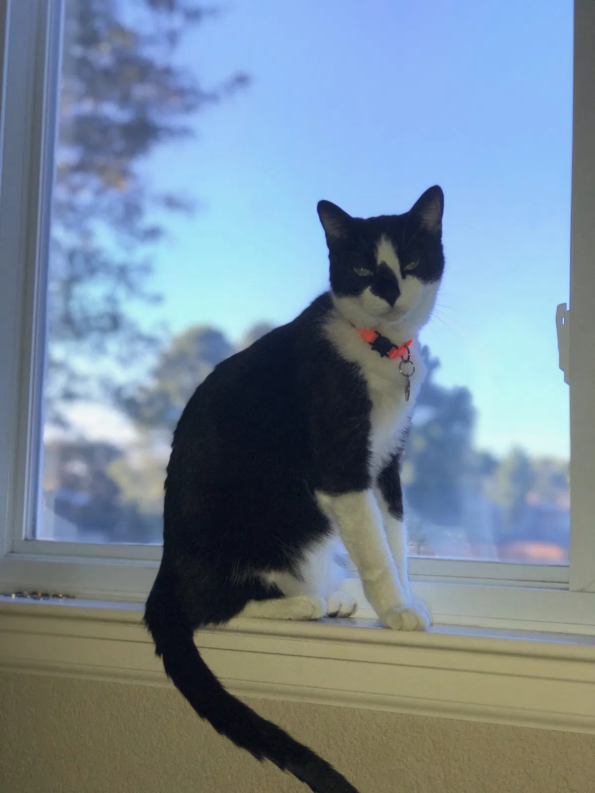 Lost cat in Aurora, CO, 80014