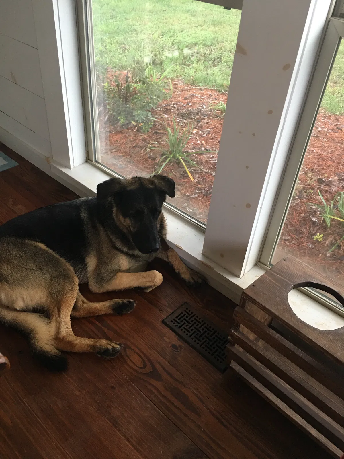 Lost dog in Gillsville, GA, 30543