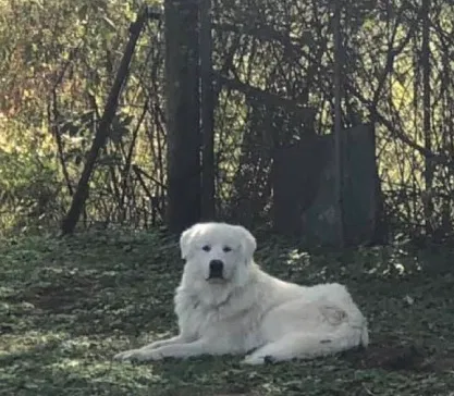 Lost dog in Unknown, AR, 72713