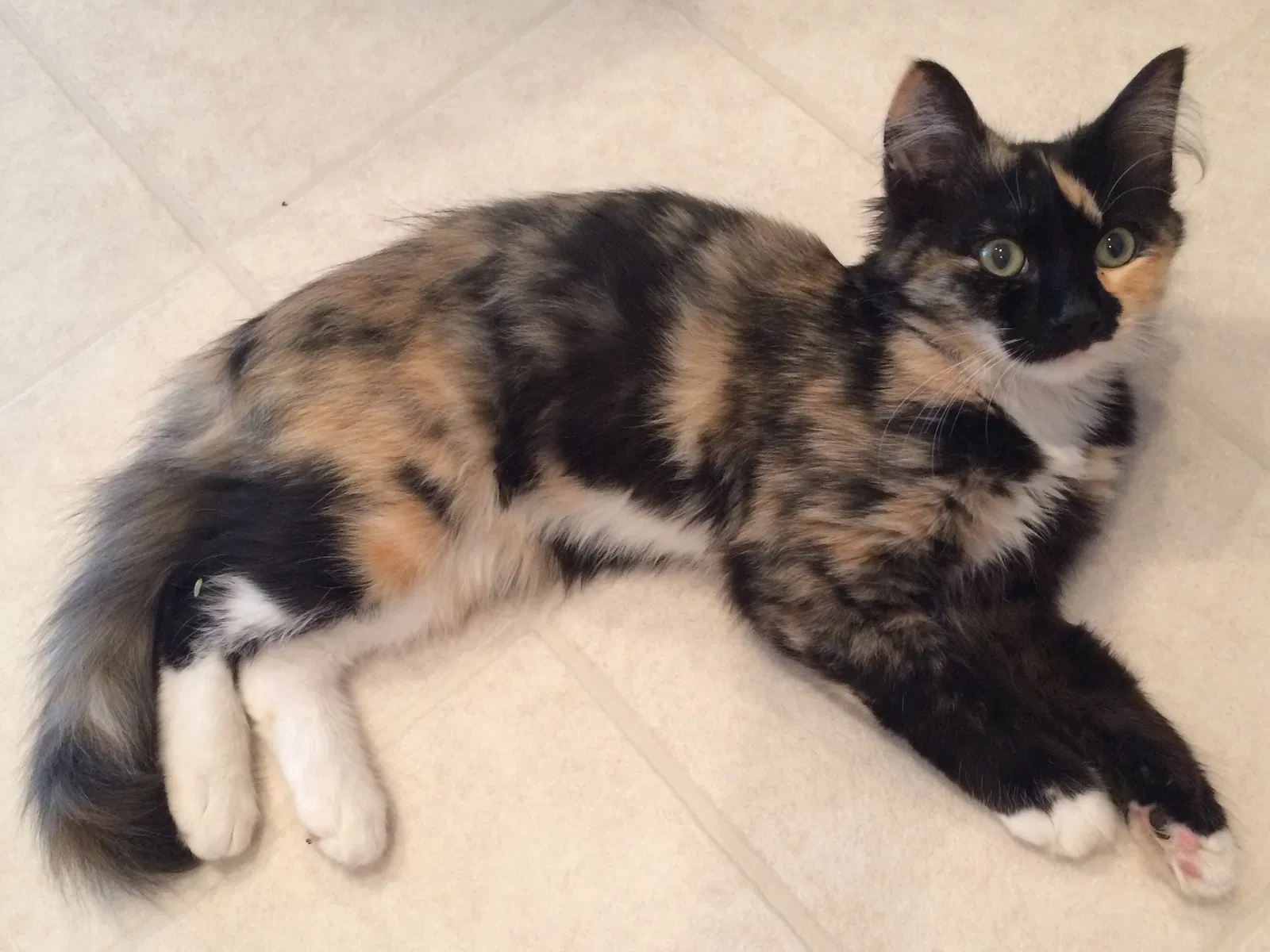 Lost cat in Estill, SC, 29918