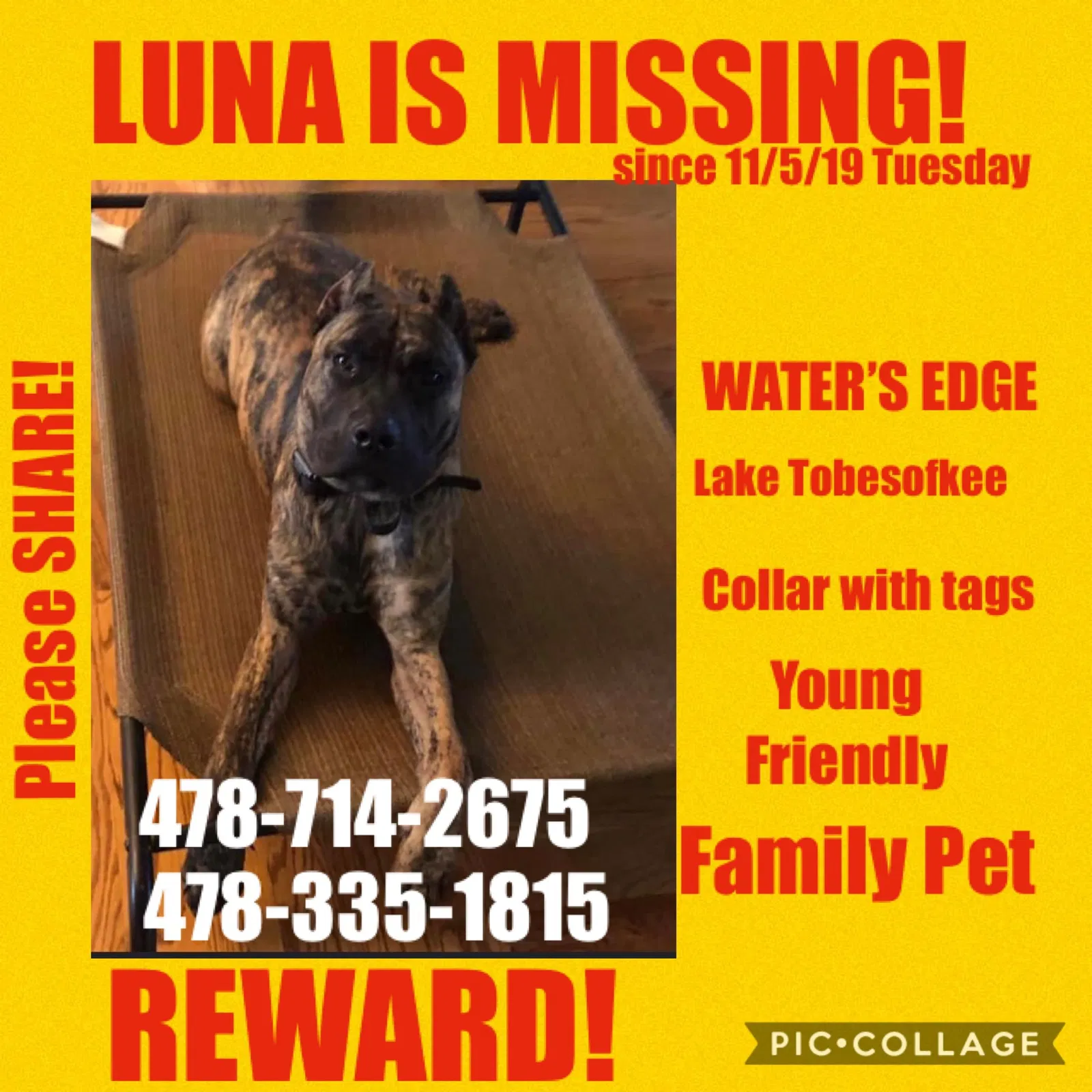 Lost dog in Lizella, GA, 31052