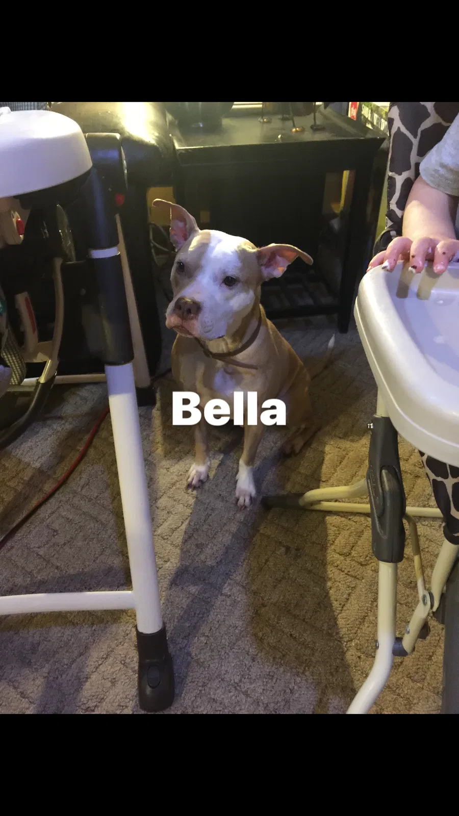 Lost dog in Monroe, GA, 30655