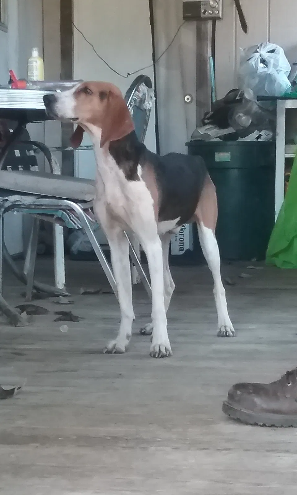 Found dog in Dadeville, AL, 36853