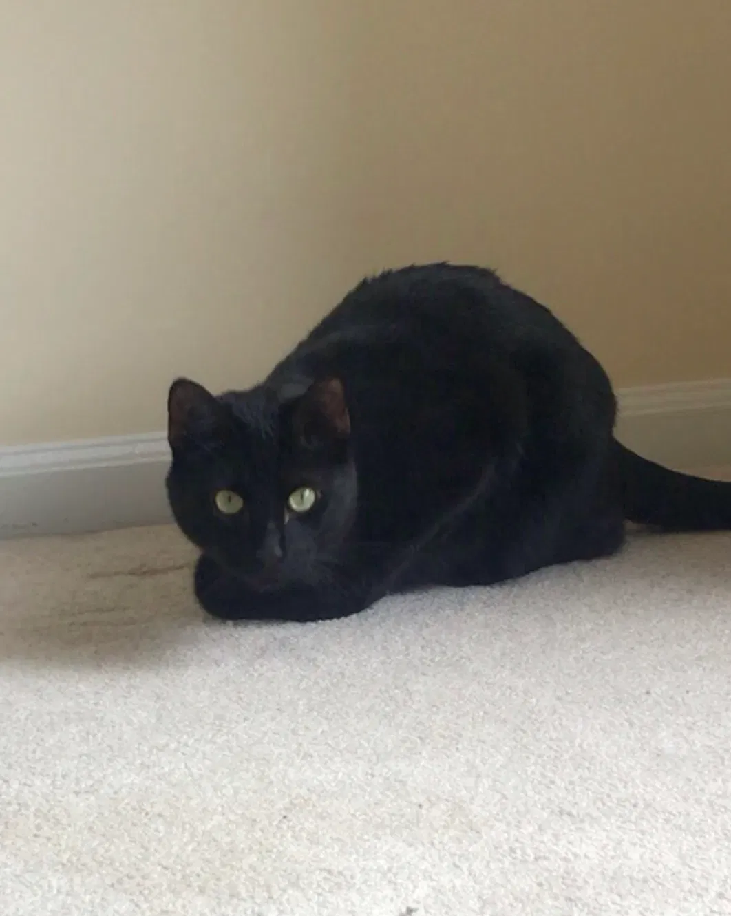 Lost cat in Gurnee, IL, 60031