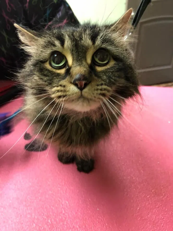 Lost cat in Avon, OH, 44011