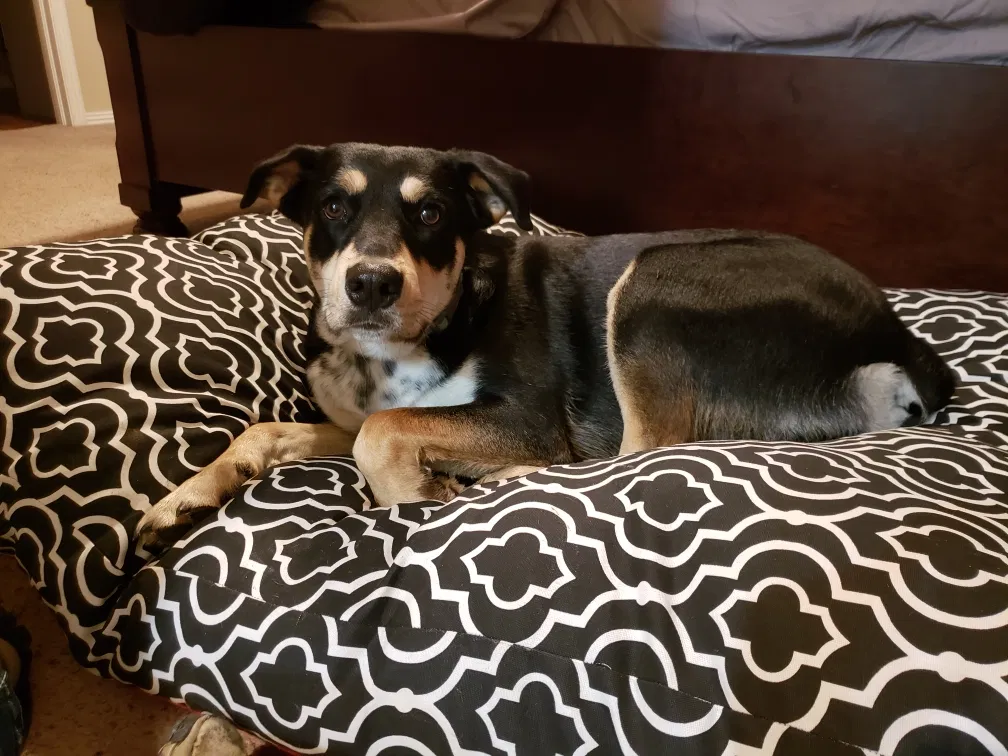 Lost dog in Muldrow, OK, 74948