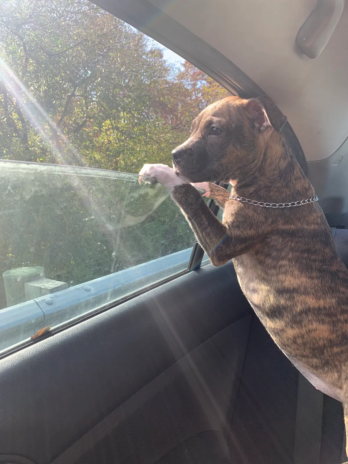 Lost dog in Westerville, OH, 43081