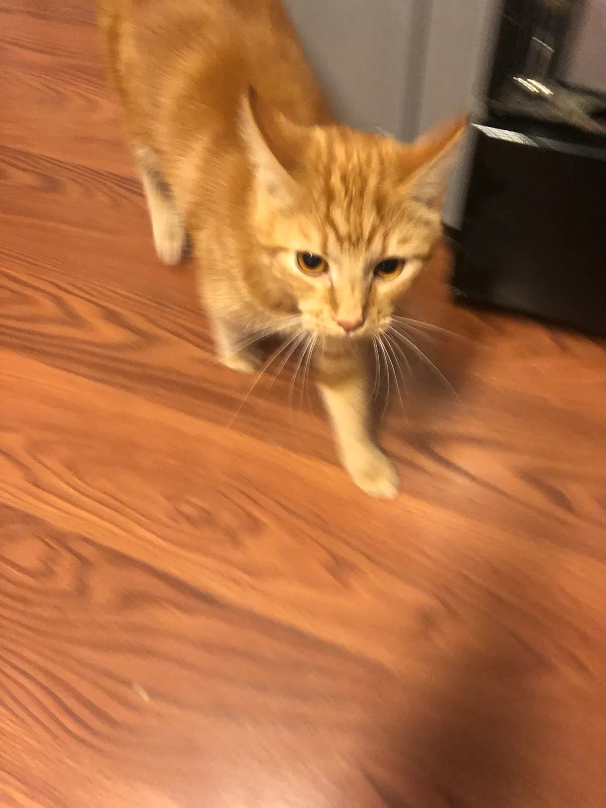 Lost cat in Buford, GA, 30518