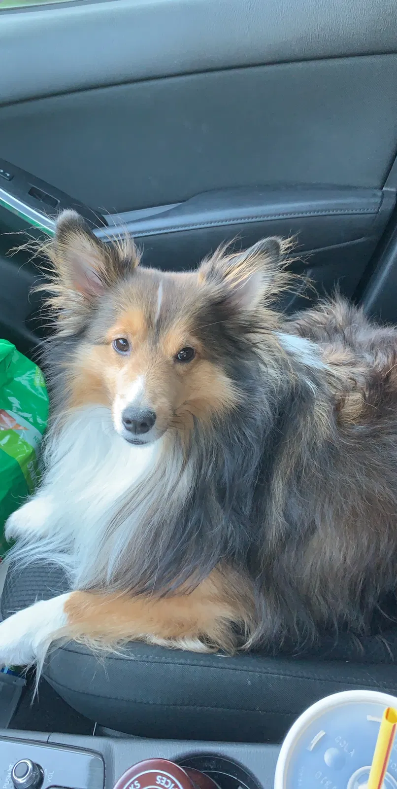 Lost dog in Adairsville, GA, 30103