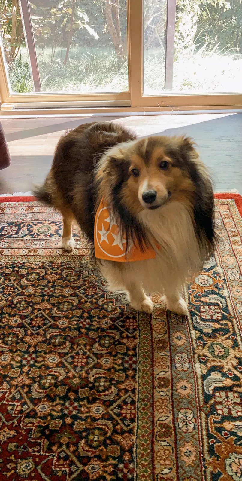 Lost dog in Cleveland, TN, 37312