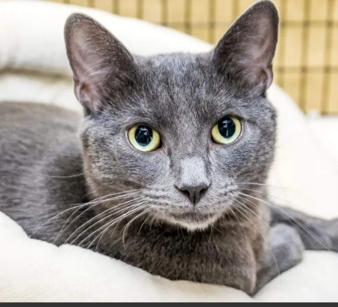 Lost cat in Merrillville, IN, 46410