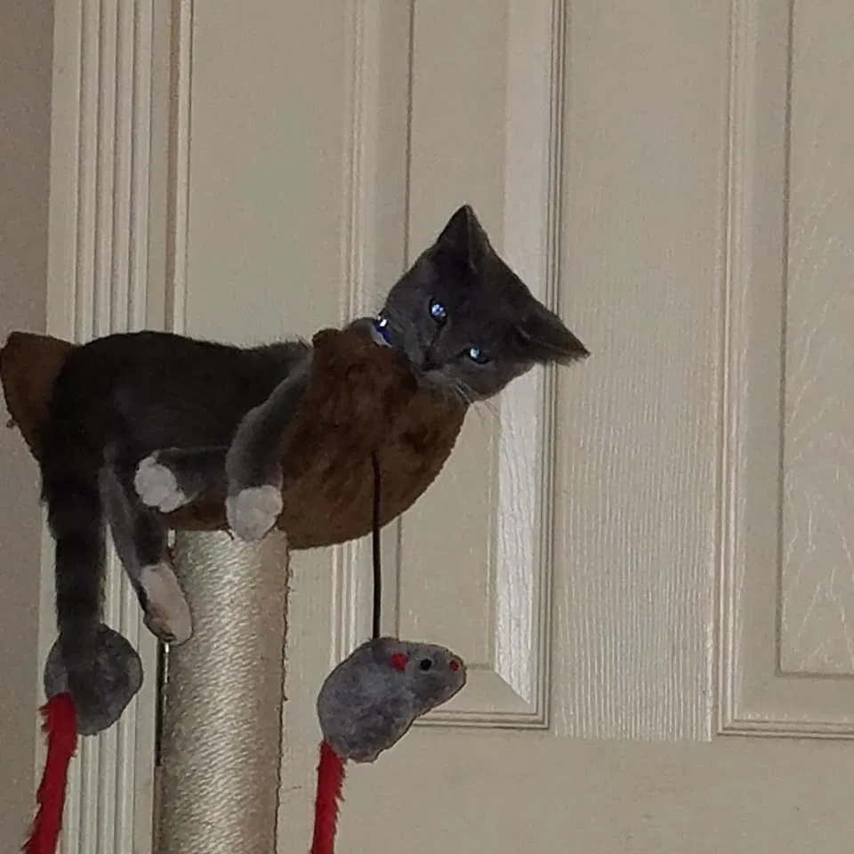 Lost cat in Clyde, TX, 79510