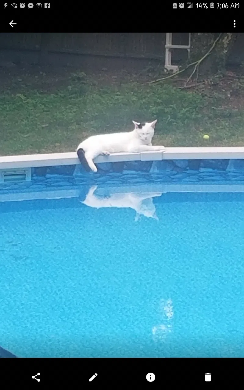 Lost cat in Randolph, MA, 2368