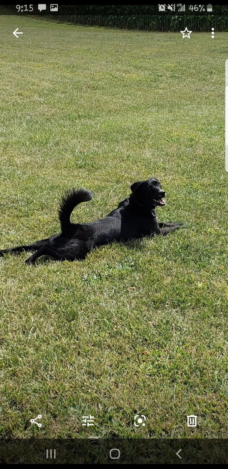 Lost dog in Marshall, MI, 49068