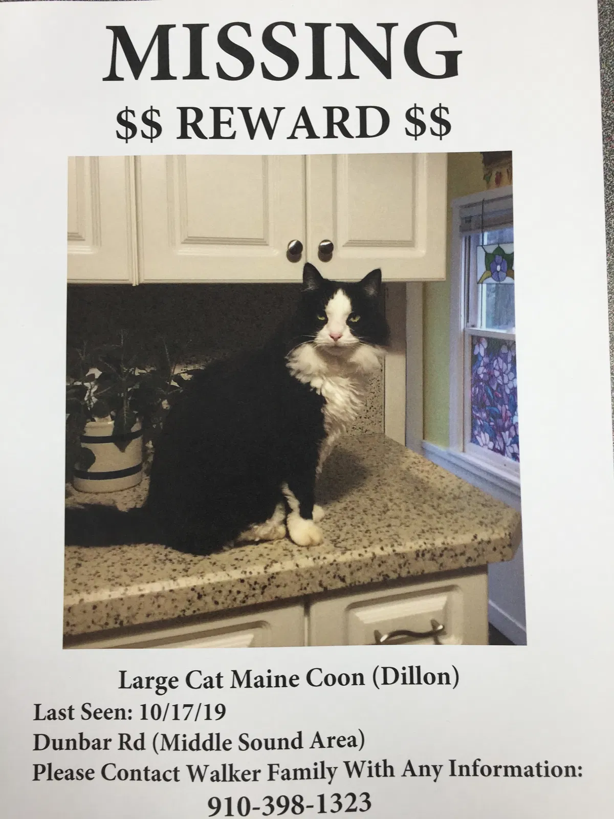 Lost cat in Wilmington, NC, 28411