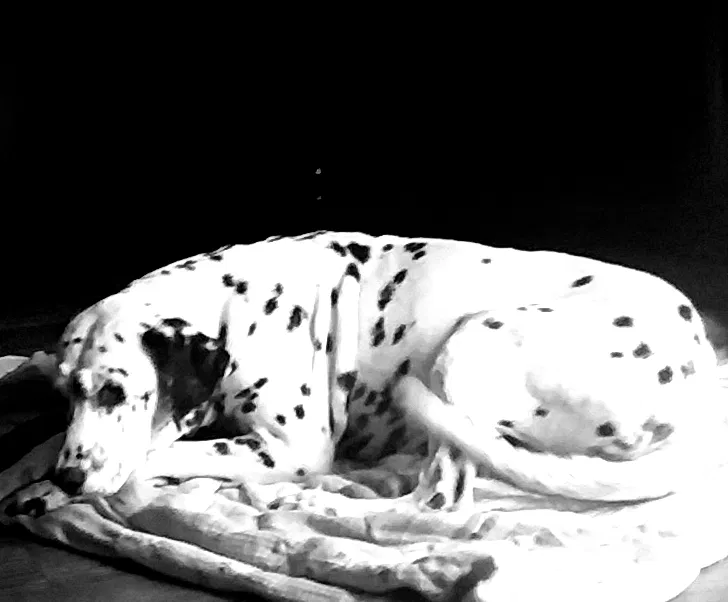 Lost dog in Perkinston, MS, 39573