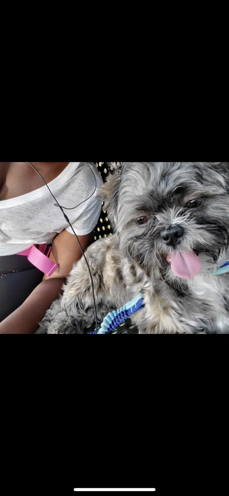 Lost dog in Louisville, KY, 40214