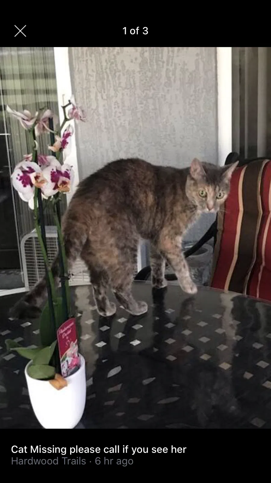 Lost cat in Ocala, FL, 34476