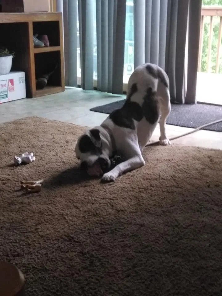 Lost dog in Brainerd, MN, 56401
