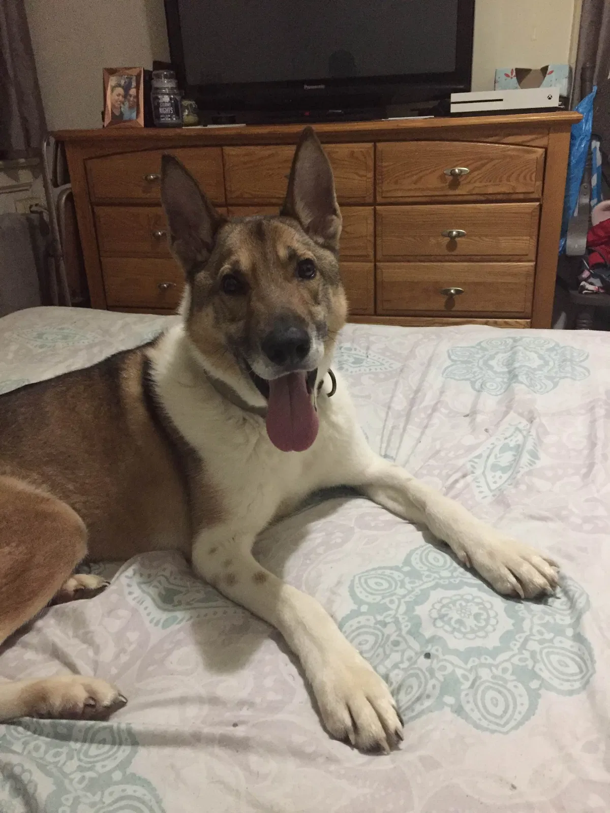 Lost dog in Newark, NJ, 7107