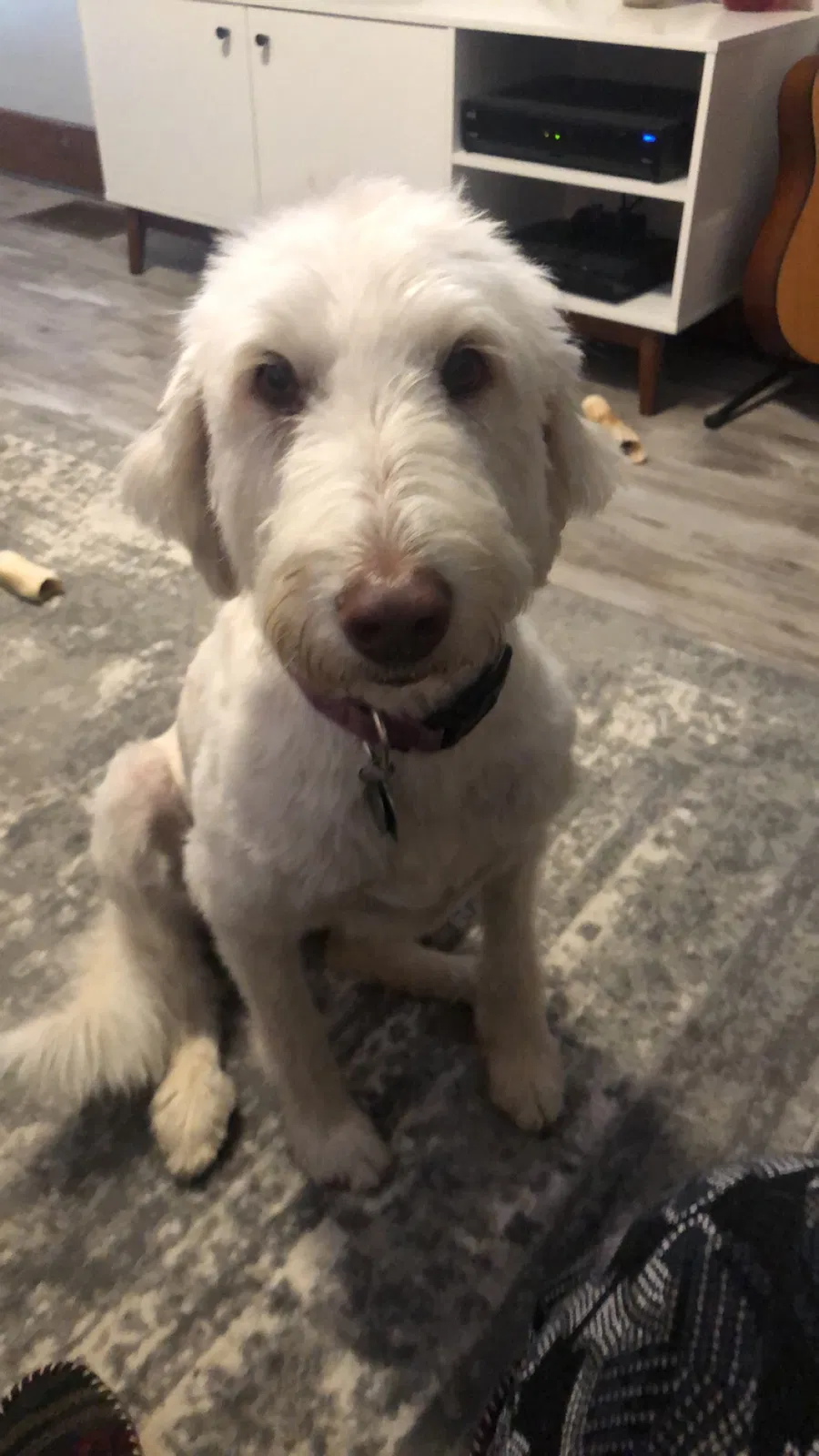 Lost dog in Butler, IN, 46721